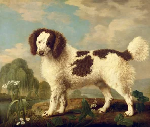 Brauner und weißer Norfolk- oder Wasserspaniel, 1778